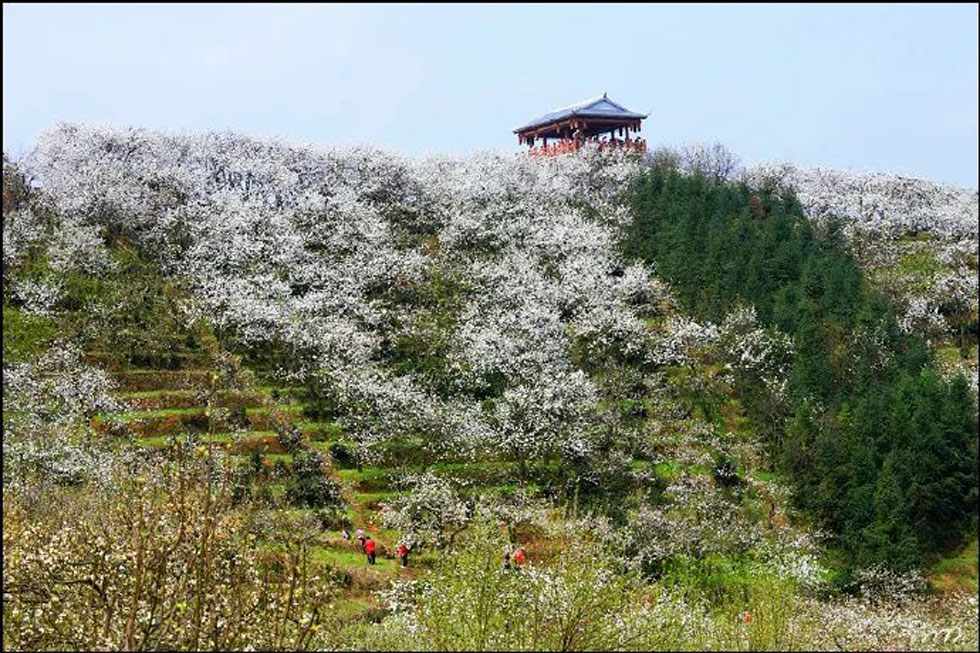 【春天，广西桂林灌阳县向您发出邀请！】我们在灌阳看梨花 - 游山玩水 - 神农架生活社区 - 神农架28生活网 snj.28life.net