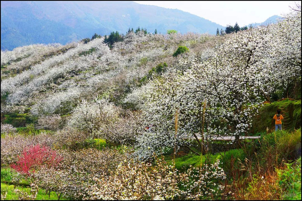 【春天，广西桂林灌阳县向您发出邀请！】我们在灌阳看梨花 - 游山玩水 - 神农架生活社区 - 神农架28生活网 snj.28life.net