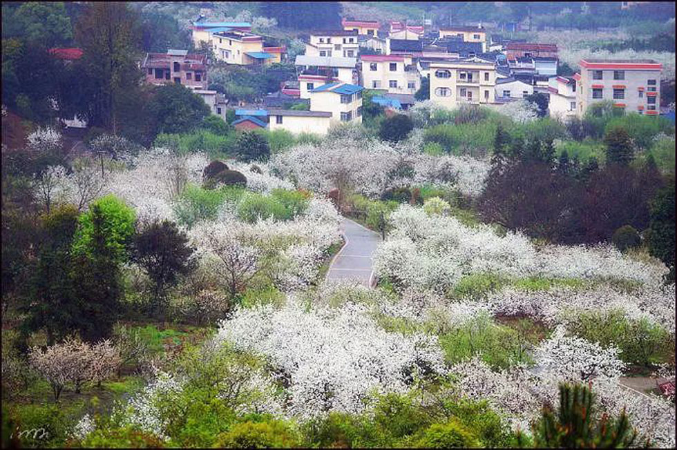 【春天，广西桂林灌阳县向您发出邀请！】我们在灌阳看梨花 - 游山玩水 - 神农架生活社区 - 神农架28生活网 snj.28life.net