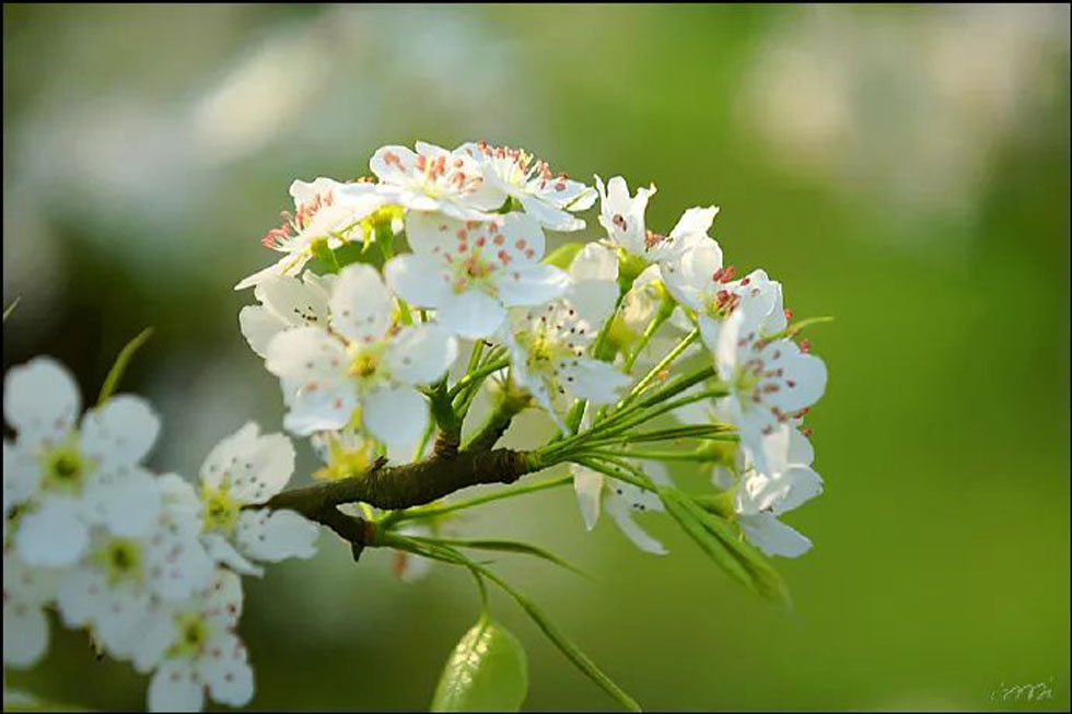 【春天，广西桂林灌阳县向您发出邀请！】我们在灌阳看梨花 - 游山玩水 - 神农架生活社区 - 神农架28生活网 snj.28life.net
