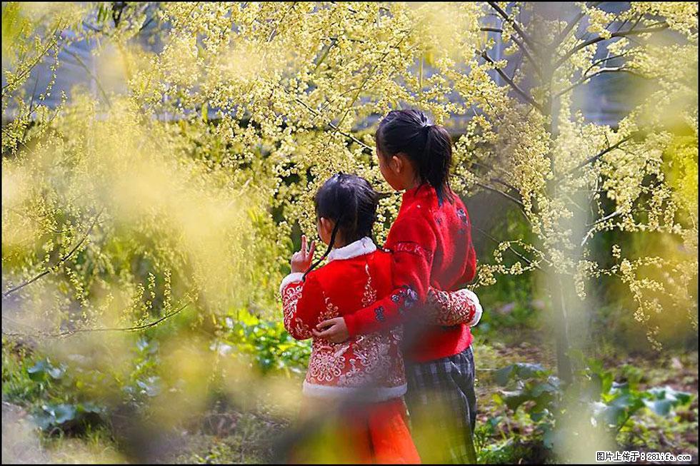 【春天，广西桂林灌阳县向您发出邀请！】米珠山前有片山苍子花在飘香 - 游山玩水 - 神农架生活社区 - 神农架28生活网 snj.28life.net