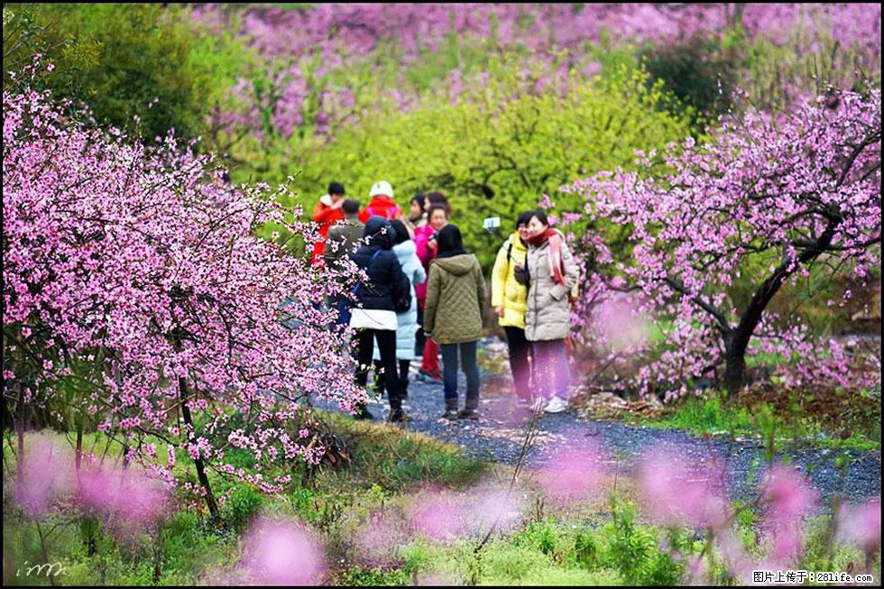 【春天，广西桂林灌阳县向您发出邀请！】官庄村有个醉美的桃花园 - 游山玩水 - 神农架生活社区 - 神农架28生活网 snj.28life.net