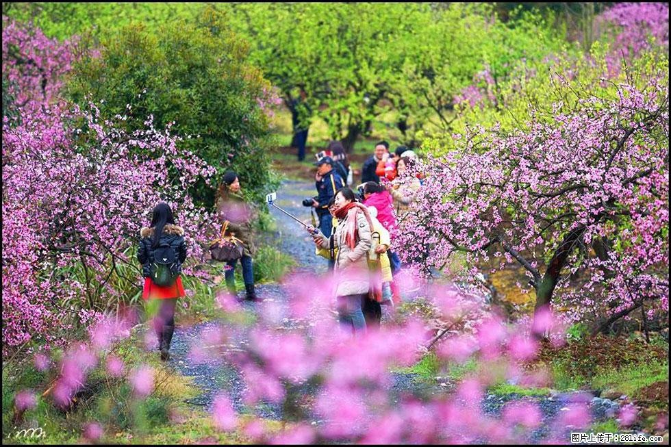 【春天，广西桂林灌阳县向您发出邀请！】官庄村有个醉美的桃花园 - 游山玩水 - 神农架生活社区 - 神农架28生活网 snj.28life.net