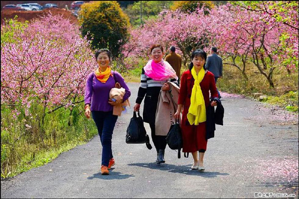 【春天，广西桂林灌阳县向您发出邀请！】官庄村有个醉美的桃花园 - 游山玩水 - 神农架生活社区 - 神农架28生活网 snj.28life.net