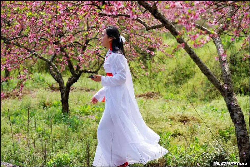 【春天，广西桂林灌阳县向您发出邀请！】官庄村有个醉美的桃花园 - 游山玩水 - 神农架生活社区 - 神农架28生活网 snj.28life.net