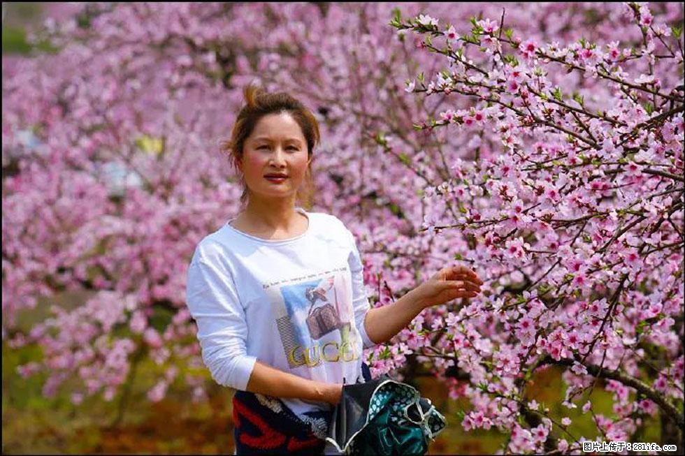 【春天，广西桂林灌阳县向您发出邀请！】官庄村有个醉美的桃花园 - 游山玩水 - 神农架生活社区 - 神农架28生活网 snj.28life.net