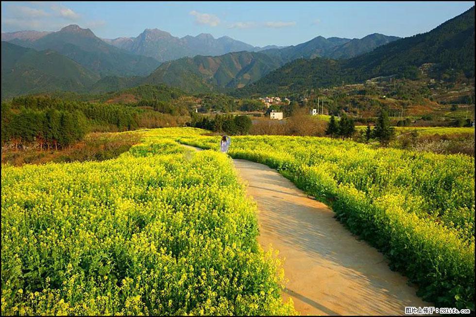 【春天，广西桂林灌阳县向您发出邀请！】长坪村油菜盛情花开 - 游山玩水 - 神农架生活社区 - 神农架28生活网 snj.28life.net