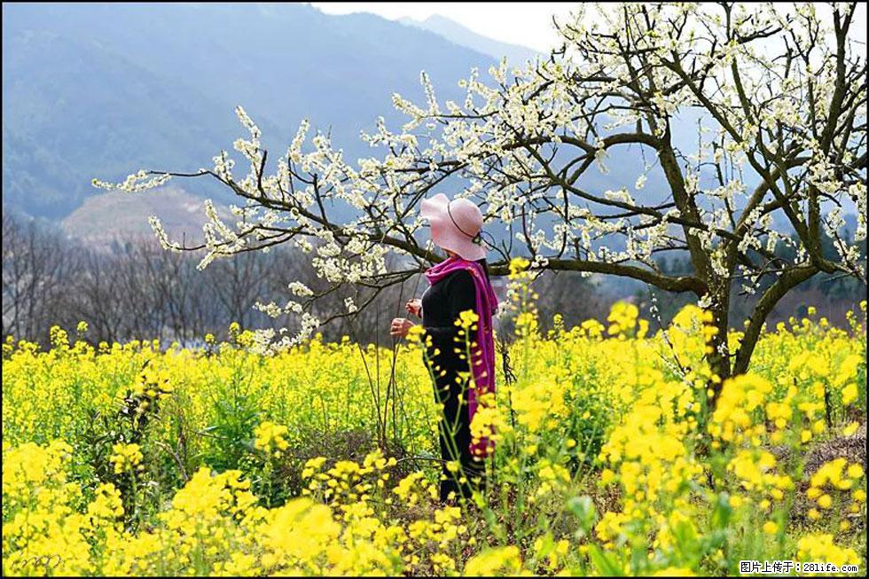【春天，广西桂林灌阳县向您发出邀请！】长坪村油菜盛情花开 - 游山玩水 - 神农架生活社区 - 神农架28生活网 snj.28life.net