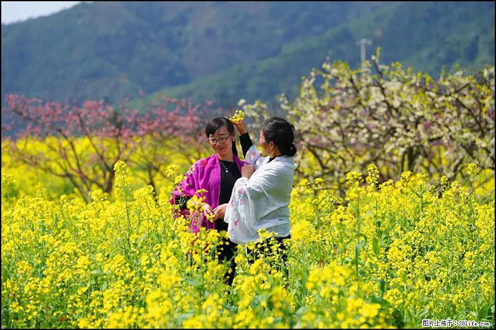 【春天，广西桂林灌阳县向您发出邀请！】长坪村油菜盛情花开 - 游山玩水 - 神农架生活社区 - 神农架28生活网 snj.28life.net