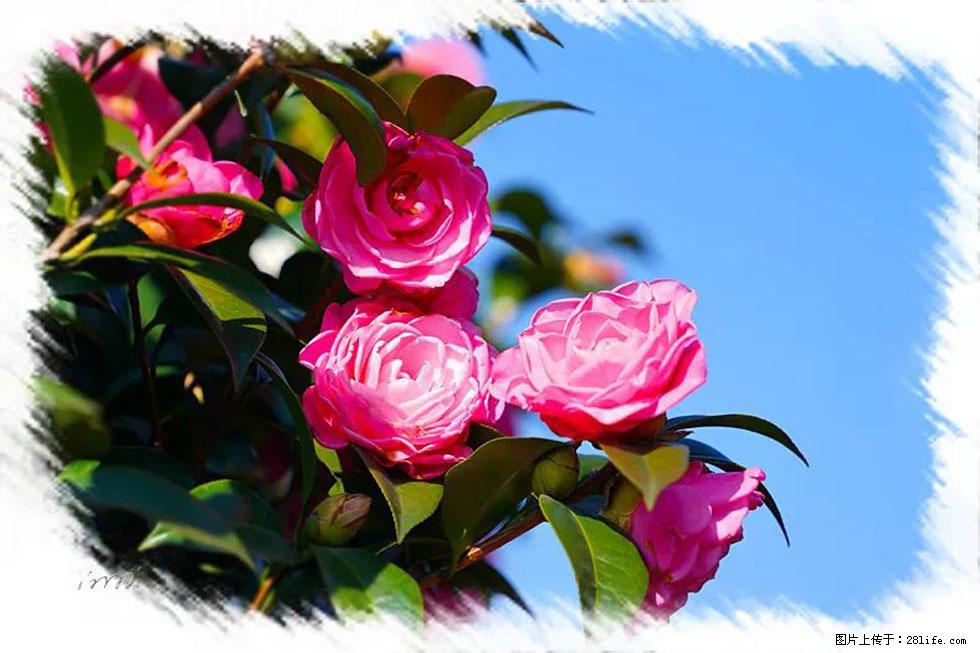 【春天，广西桂林灌阳县向您发出邀请！】杨柳井茶花惹人爱 - 游山玩水 - 神农架生活社区 - 神农架28生活网 snj.28life.net