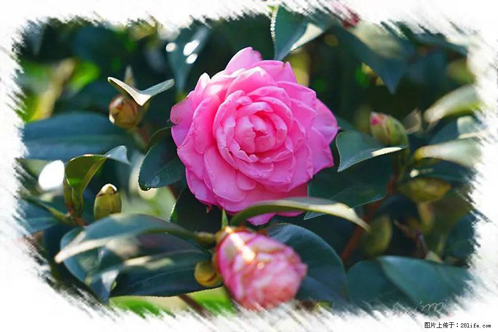 【春天，广西桂林灌阳县向您发出邀请！】杨柳井茶花惹人爱 - 游山玩水 - 神农架生活社区 - 神农架28生活网 snj.28life.net