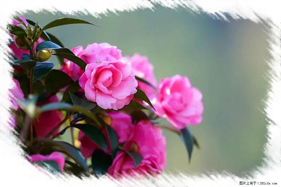 【春天，广西桂林灌阳县向您发出邀请！】杨柳井茶花惹人爱 - 游山玩水 - 神农架生活社区 - 神农架28生活网 snj.28life.net