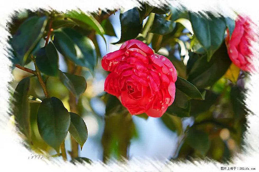 【春天，广西桂林灌阳县向您发出邀请！】杨柳井茶花惹人爱 - 游山玩水 - 神农架生活社区 - 神农架28生活网 snj.28life.net