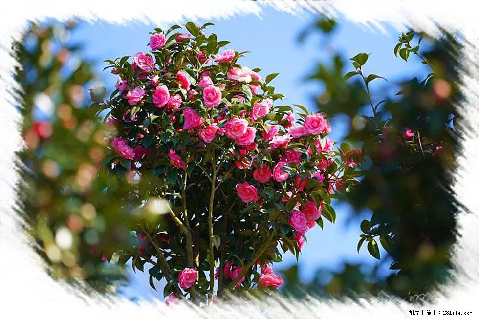 【春天，广西桂林灌阳县向您发出邀请！】杨柳井茶花惹人爱 - 游山玩水 - 神农架生活社区 - 神农架28生活网 snj.28life.net