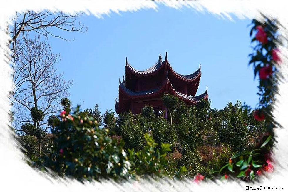 【春天，广西桂林灌阳县向您发出邀请！】杨柳井茶花惹人爱 - 游山玩水 - 神农架生活社区 - 神农架28生活网 snj.28life.net