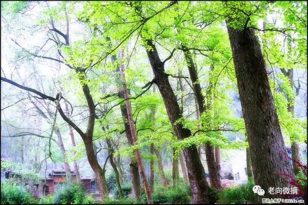 【春天，广西桂林灌阳县向您发出邀请！】在小龙村与春天约会 - 游山玩水 - 神农架生活社区 - 神农架28生活网 snj.28life.net