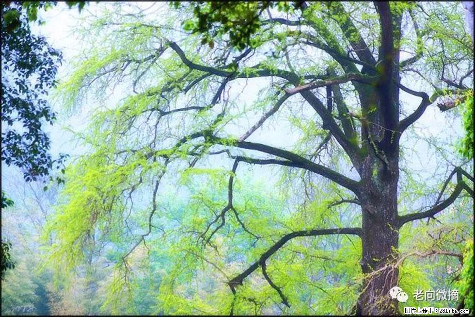 【春天，广西桂林灌阳县向您发出邀请！】在小龙村与春天约会 - 游山玩水 - 神农架生活社区 - 神农架28生活网 snj.28life.net