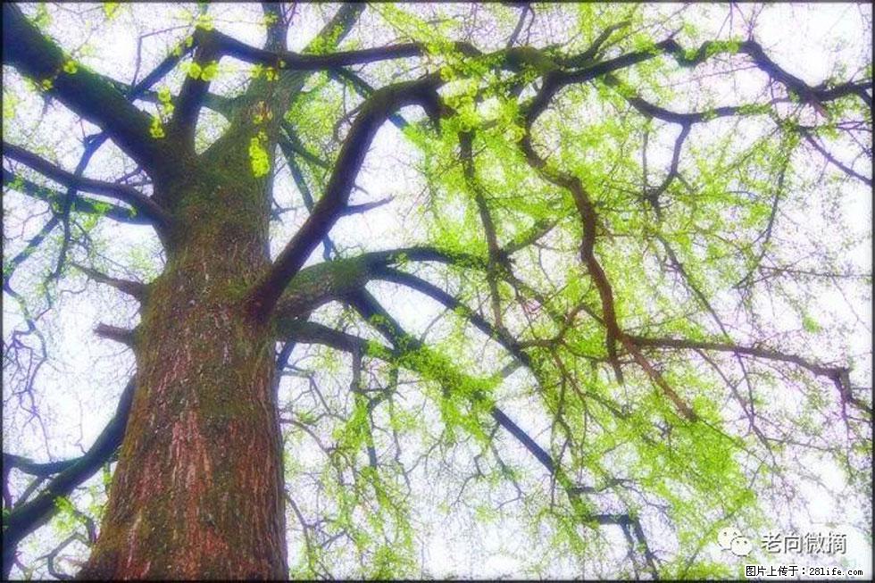 【春天，广西桂林灌阳县向您发出邀请！】在小龙村与春天约会 - 游山玩水 - 神农架生活社区 - 神农架28生活网 snj.28life.net