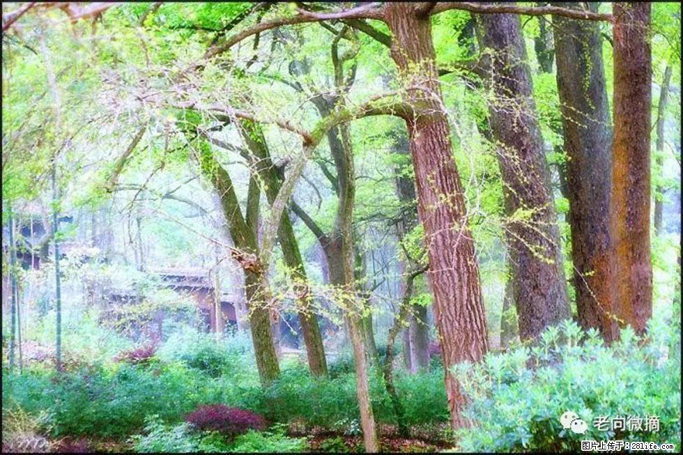 【春天，广西桂林灌阳县向您发出邀请！】在小龙村与春天约会 - 游山玩水 - 神农架生活社区 - 神农架28生活网 snj.28life.net