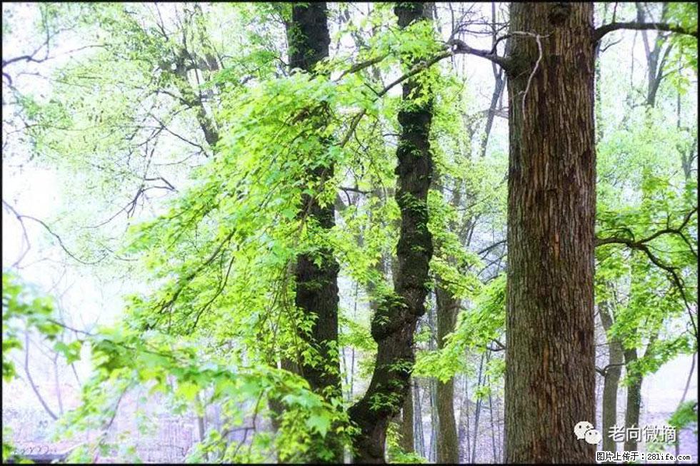 【春天，广西桂林灌阳县向您发出邀请！】在小龙村与春天约会 - 游山玩水 - 神农架生活社区 - 神农架28生活网 snj.28life.net