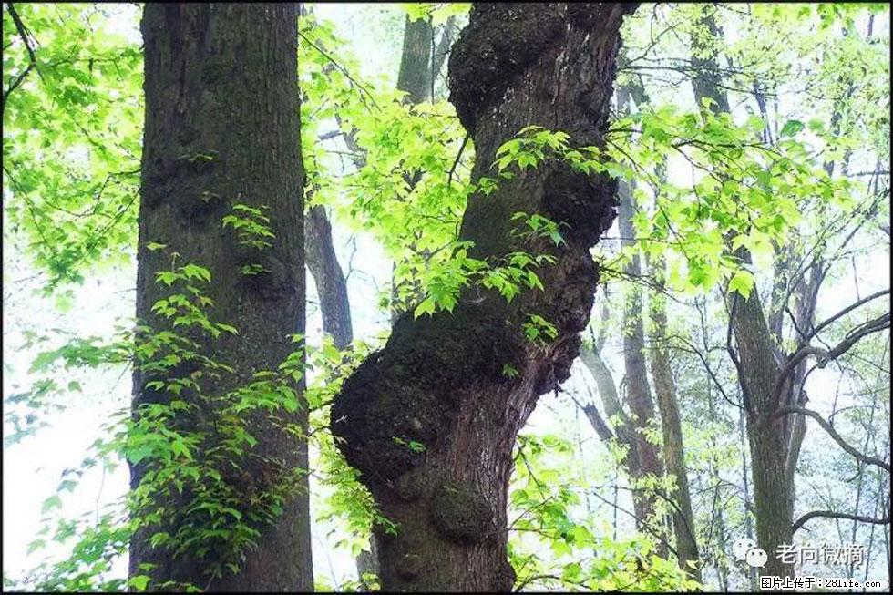 【春天，广西桂林灌阳县向您发出邀请！】在小龙村与春天约会 - 游山玩水 - 神农架生活社区 - 神农架28生活网 snj.28life.net