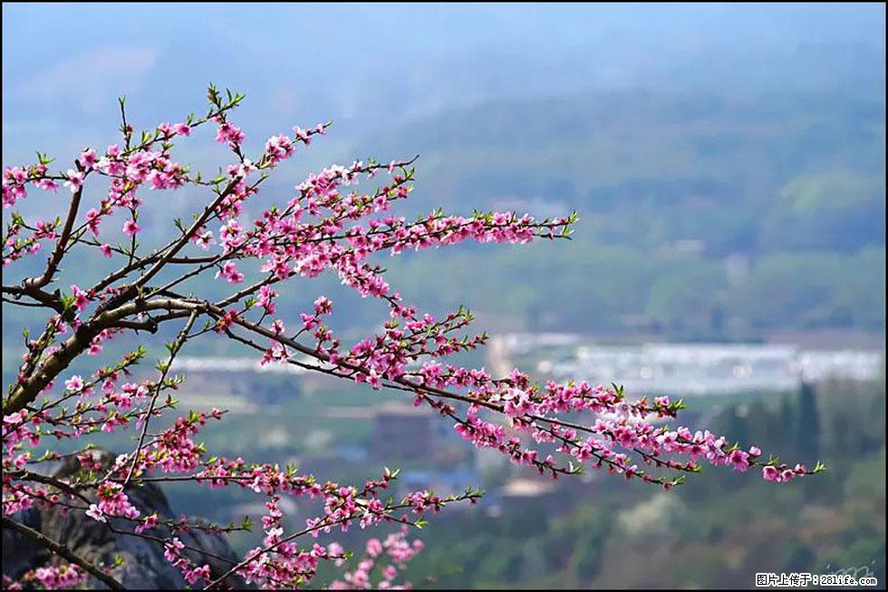 【春天，广西桂林灌阳县向您发出邀请！】望月岭上桃花开 - 游山玩水 - 神农架生活社区 - 神农架28生活网 snj.28life.net