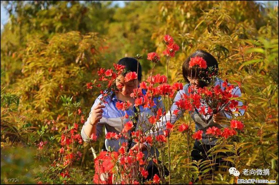 【春天，广西桂林灌阳县向您发出邀请！】登麒麟山，相约映山红 - 游山玩水 - 神农架生活社区 - 神农架28生活网 snj.28life.net