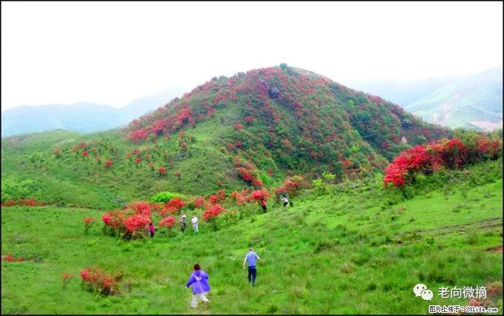 【春天，广西桂林灌阳县向您发出邀请！】宝盖山上映山红 - 游山玩水 - 神农架生活社区 - 神农架28生活网 snj.28life.net