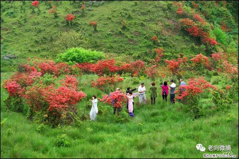 【春天，广西桂林灌阳县向您发出邀请！】宝盖山上映山红 - 游山玩水 - 神农架生活社区 - 神农架28生活网 snj.28life.net