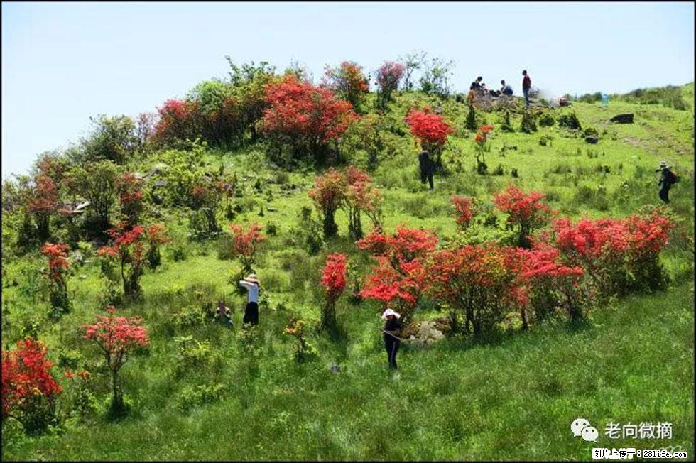【春天，广西桂林灌阳县向您发出邀请！】宝盖山上映山红 - 游山玩水 - 神农架生活社区 - 神农架28生活网 snj.28life.net
