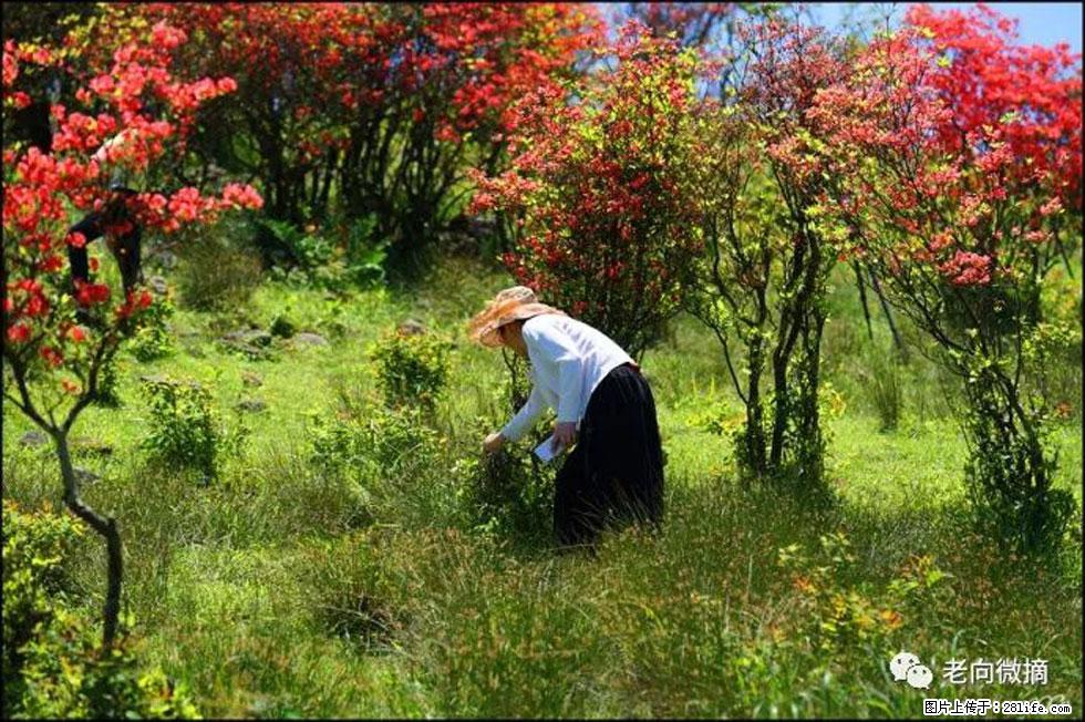 【春天，广西桂林灌阳县向您发出邀请！】宝盖山上映山红 - 游山玩水 - 神农架生活社区 - 神农架28生活网 snj.28life.net