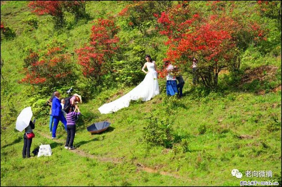 【春天，广西桂林灌阳县向您发出邀请！】宝盖山上映山红 - 游山玩水 - 神农架生活社区 - 神农架28生活网 snj.28life.net