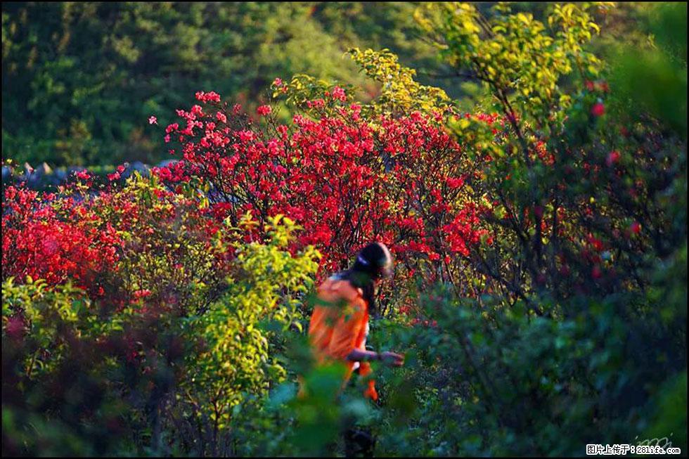【春天，广西桂林灌阳县向您发出邀请！】春木界上映山红 - 游山玩水 - 神农架生活社区 - 神农架28生活网 snj.28life.net