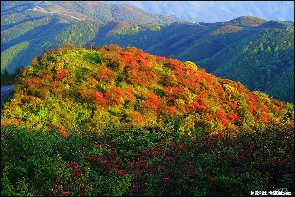 【春天，广西桂林灌阳县向您发出邀请！】春木界上映山红 - 游山玩水 - 神农架生活社区 - 神农架28生活网 snj.28life.net