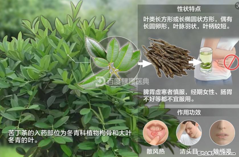 苦丁茶有哪些功效和作用 - 生活百科 - 神农架生活社区 - 神农架28生活网 snj.28life.net