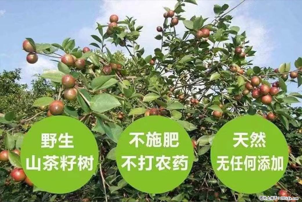 【灌阳县油茶产业示范区】一个有着充实的精神生活的人，对待身外之物自会有一种淡泊的态度 - 美食天地 - 神农架生活社区 - 神农架28生活网 snj.28life.net