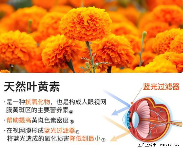 叶黄素有什么功效和作用 - 生活百科 - 神农架生活社区 - 神农架28生活网 snj.28life.net