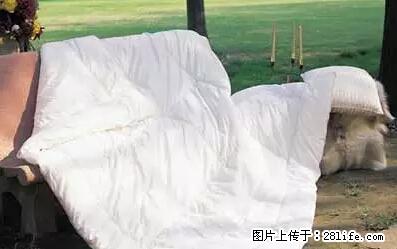 被子有异味?只要这样做,比晒太阳还强100倍! - 家居生活 - 神农架生活社区 - 神农架28生活网 snj.28life.net