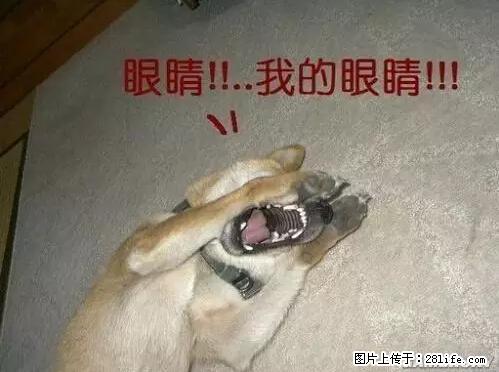 笑癫了！一女的怀孕三年未生，他终于忍不住了... - 娱乐八卦 - 神农架生活社区 - 神农架28生活网 snj.28life.net
