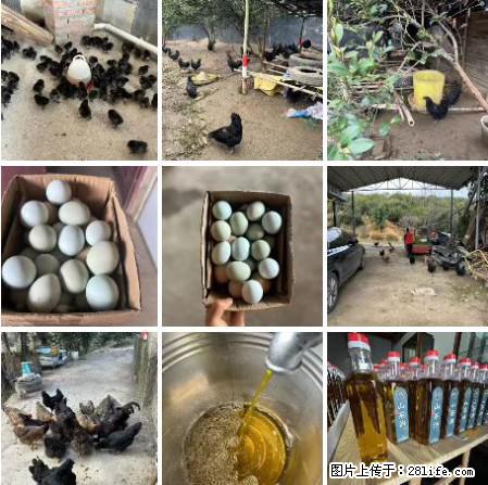 油茶园从小鸡仔开始养起的纯土鸡、土鸡蛋可以预定啦！还有前几天刚榨的纯山茶油哦 - 土特产 - 饮食特产 - 神农架分类信息 - 神农架28生活网 snj.28life.net