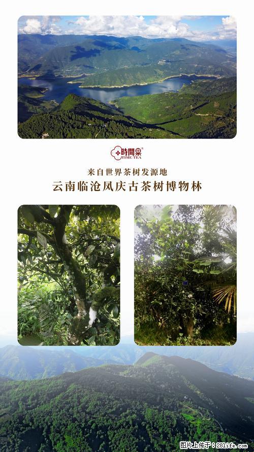时间果百年古树2025年春红茶 - 购物交流 - 神农架生活社区 - 神农架28生活网 snj.28life.net
