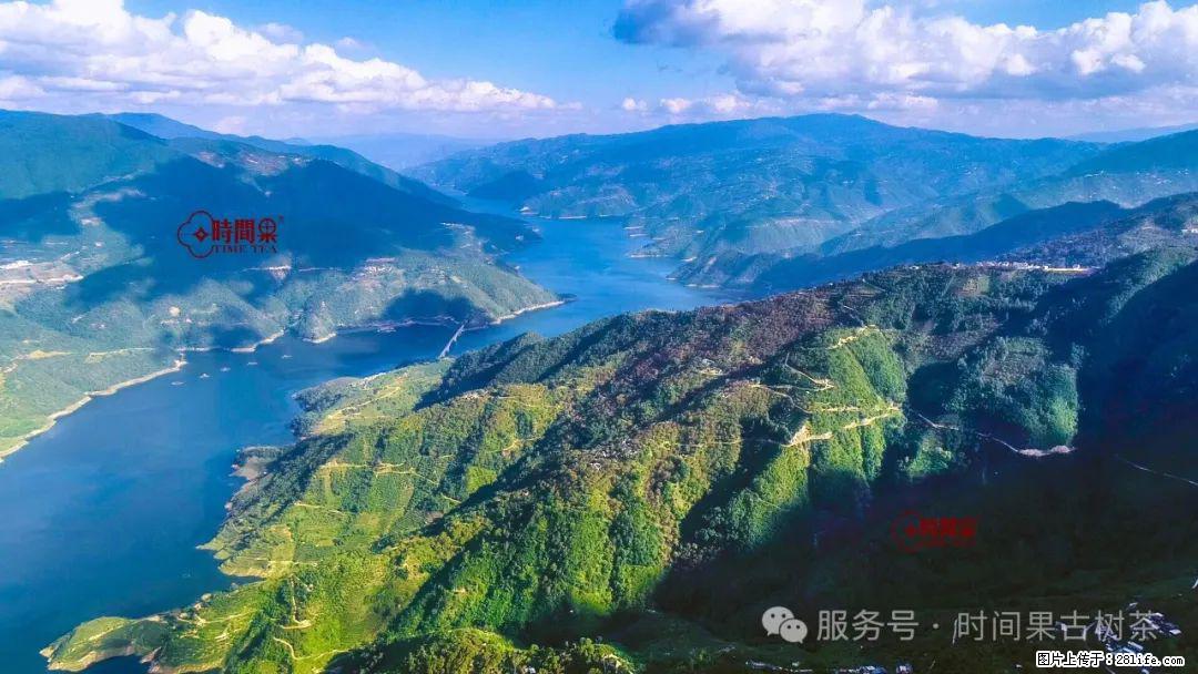 时间果百年古树龙珠普洱生茶 - 购物交流 - 神农架生活社区 - 神农架28生活网 snj.28life.net