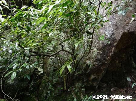 平乐石崖茶，珍贵仅次于金花茶 - 神农架生活资讯 - 神农架28生活网 snj.28life.net
