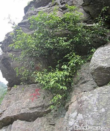 平乐石崖茶，珍贵仅次于金花茶 - 神农架生活资讯 - 神农架28生活网 snj.28life.net