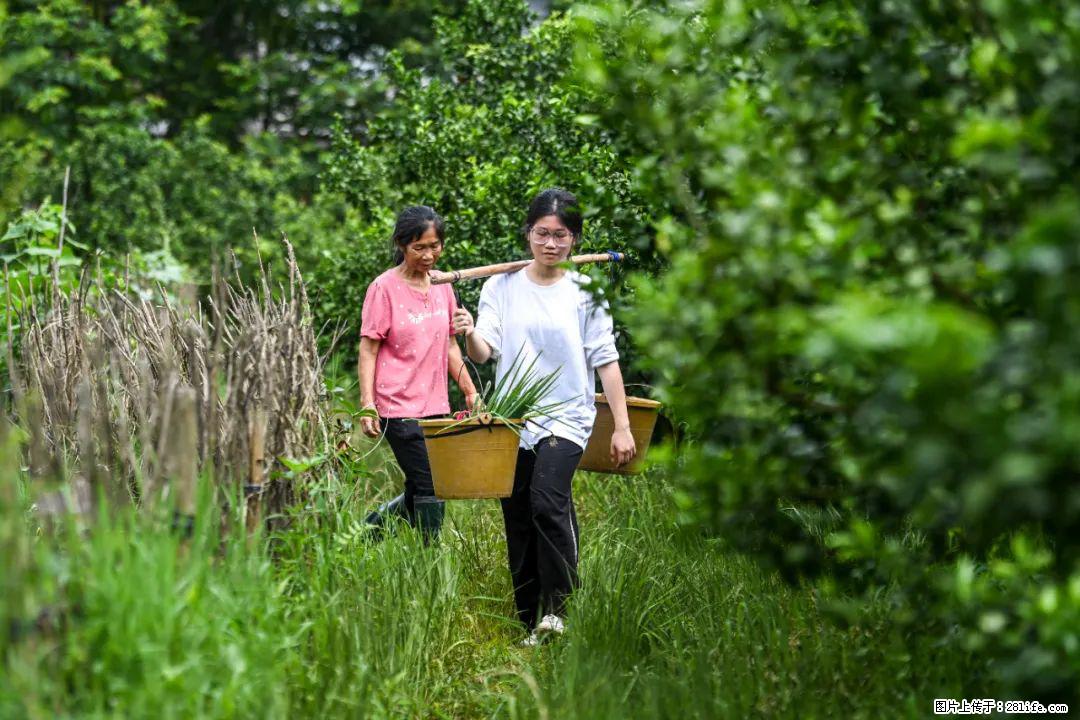 全网追的“扁担女孩”，找了一份暑假工，时薪12元 - 神农架生活资讯 - 神农架28生活网 snj.28life.net