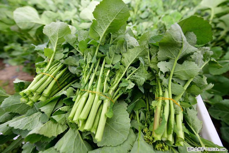 这些蔬菜是“天然钙片”，这6种被医生重点推荐 - 神农架生活资讯 - 神农架28生活网 snj.28life.net